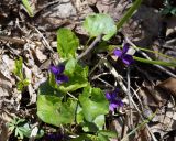 Viola odorata