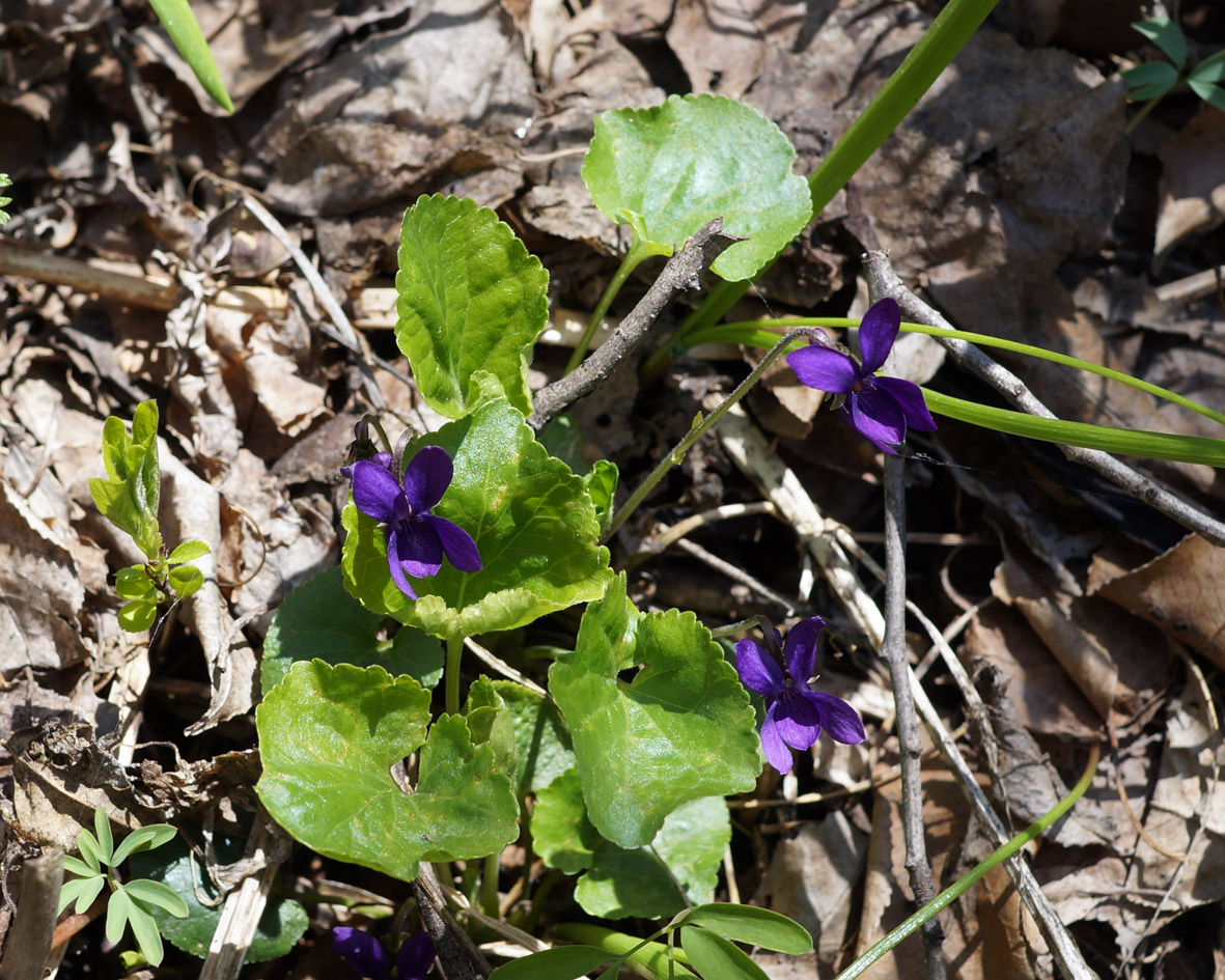 Image of Viola odorata specimen.