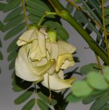 Sesbania grandiflora. Отцветающие цветки. Таиланд, о-в Пхукет, курорт Ката, во дворе, в культуре. 17.01.2017.