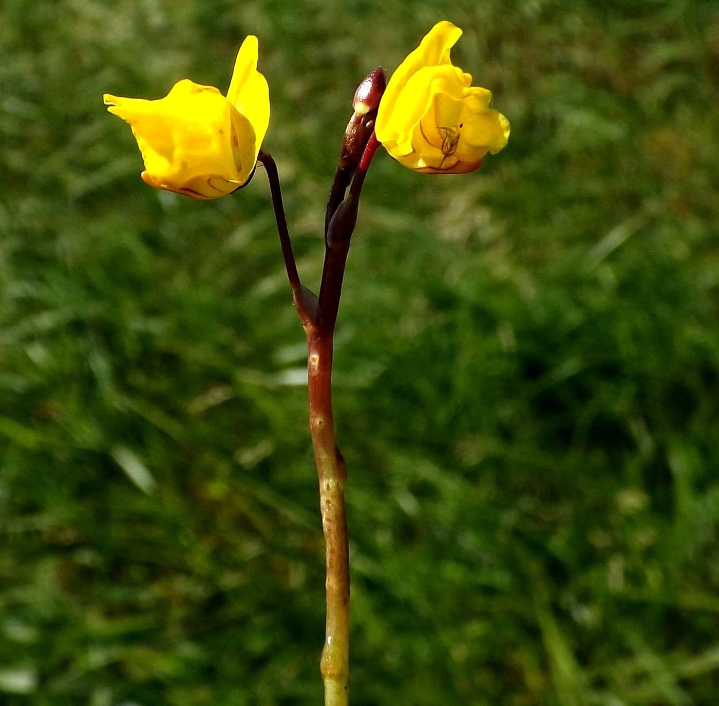 Изображение особи Utricularia vulgaris.