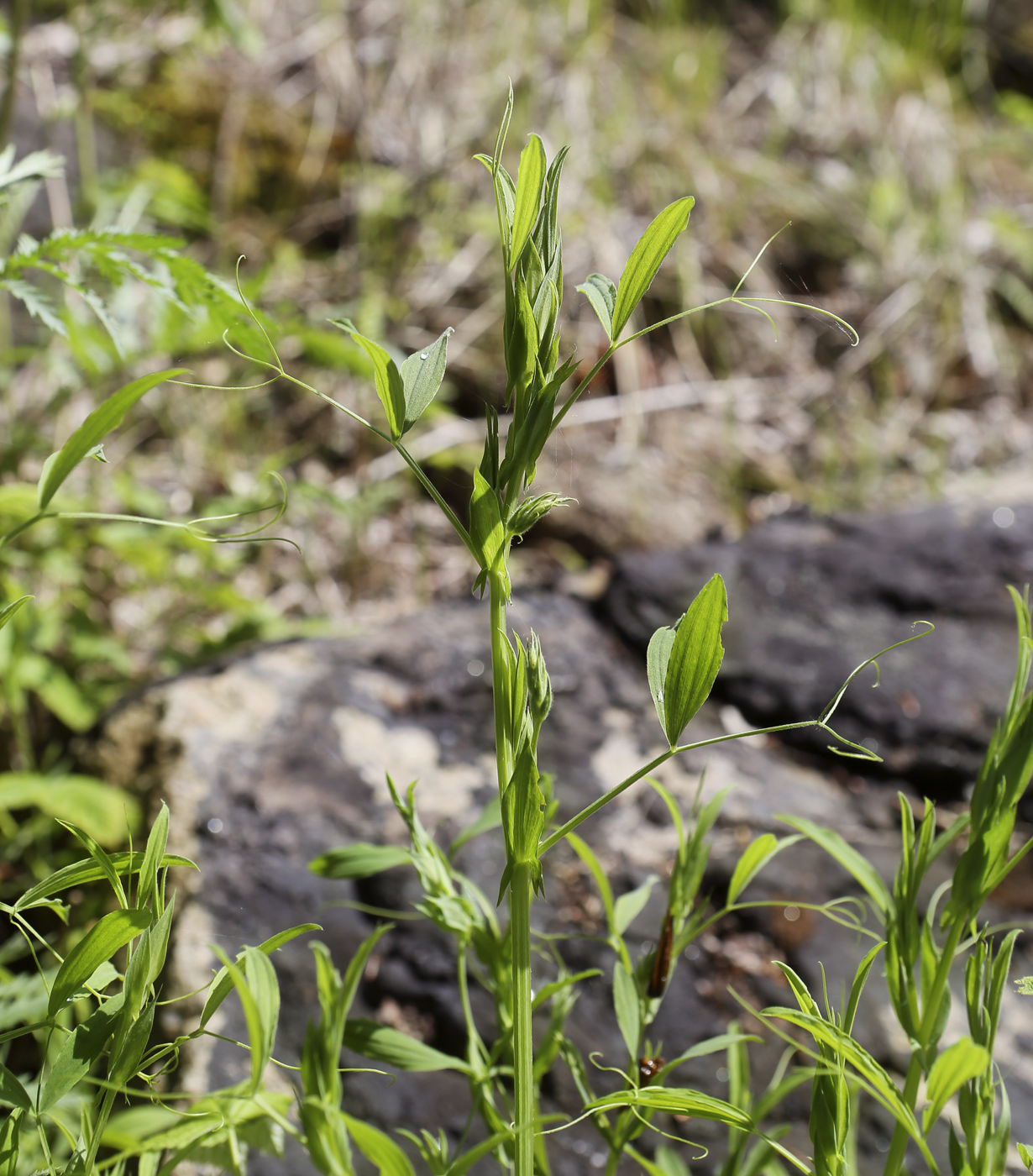 Изображение особи Lathyrus pratensis.