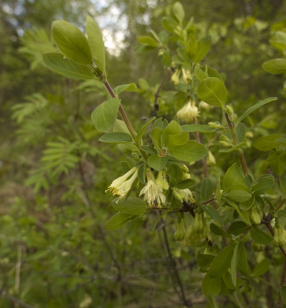 Изображение особи Lonicera buschiorum.