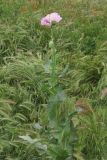 Papaver somniferum