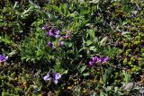 Lathyrus japonicus ssp. pubescens