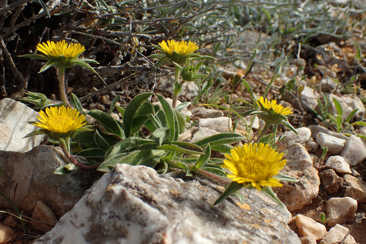 Изображение особи Pallenis spinosa.