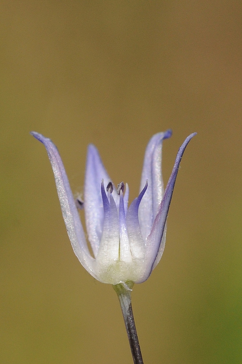 Изображение особи Allium litvinovii.