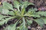 Scabiosa japonica