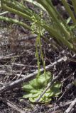 Rosularia glabra