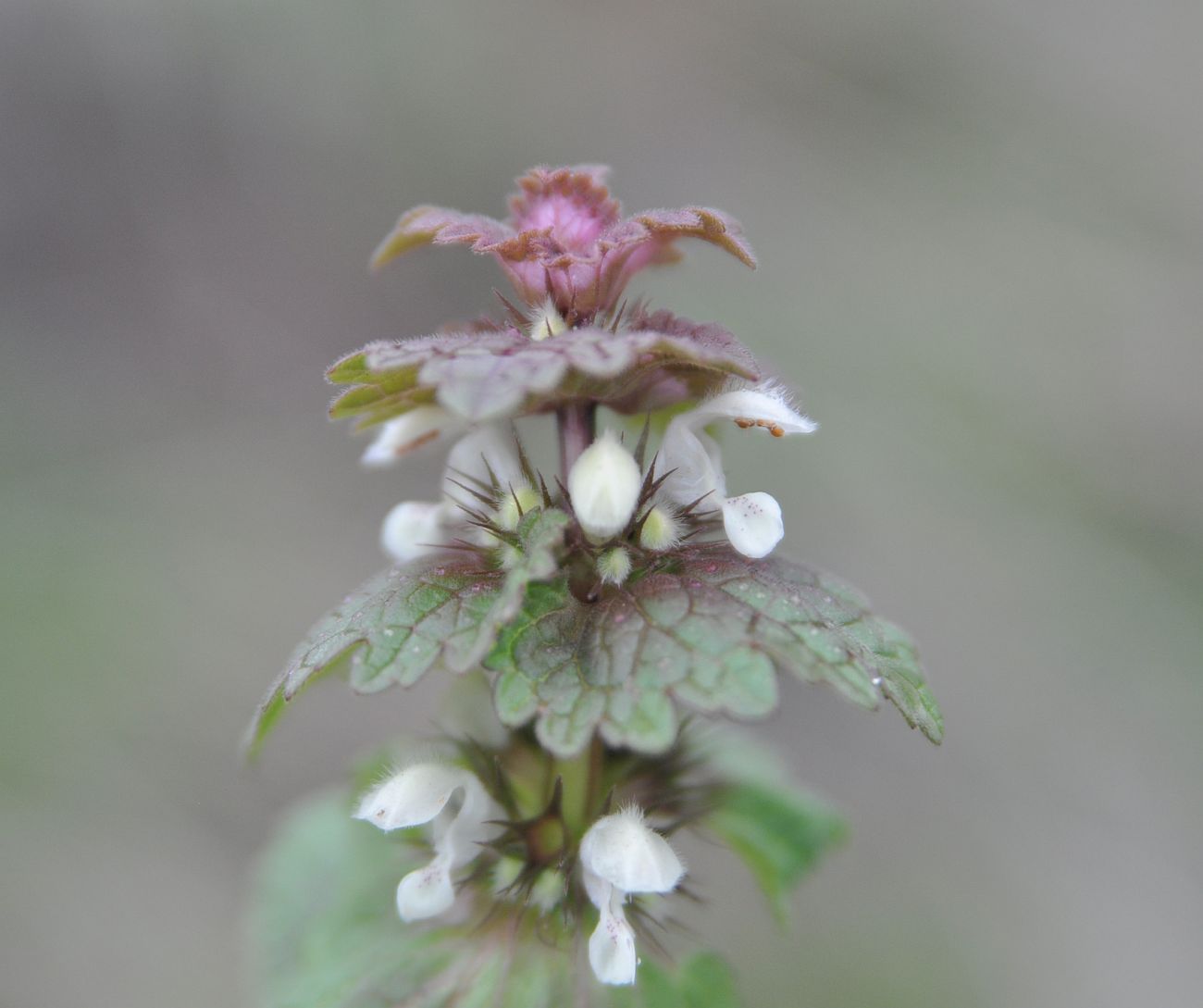 Image of Lamium galactophyllum specimen.