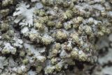 Phaeophyscia orbicularis. Соредии на слоевище. Кировская обл., Кирово-Чепецкий р-н, обочина дороги, на стволе Populus tremula. 21.05.2017.