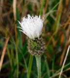 Psephellus declinatus var. albus