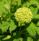 Viburnum форма roseum