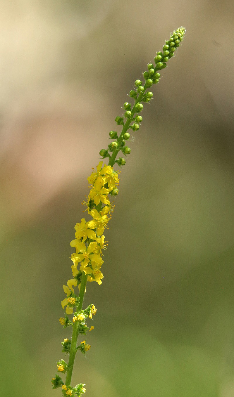 Изображение особи Agrimonia asiatica.
