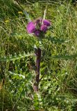 Cirsium esculentum