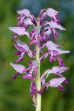 Orchis militaris. Соцветие. Чувашская респ., Мариинско-Посадский р-н, окр. дер. Демешкино, правый берег р. Волга, мшистый карбонатный склон С экспозиции. 10 июня 2020 г.