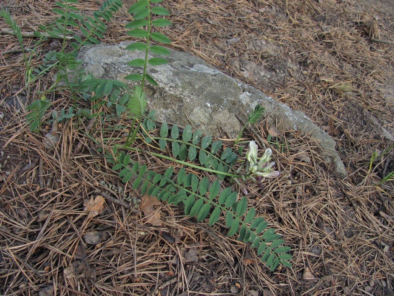 Image of Astragalus cicer specimen.