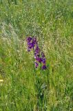 Verbascum phoeniceum