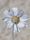 Anthemis fruticulosa