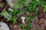 Spiraea crenata. Верхушка ветви с соцветиями. Дагестан, Гунибский р-н, Карадахская теснина, у подножия скалы. 02.05.2022.