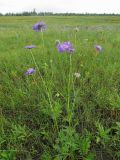 Scabiosa comosa