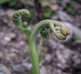 Pteridium tauricum. Верхушка разворачивающийся вайи. Абхазия, Гагрский р-н, окр. с. Лдзаа, подверженный эрозии крутой склон. 11.04.2024.