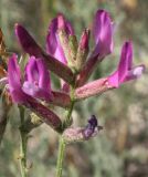 Astragalus brachylobus