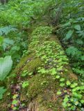 Oxalis acetosella