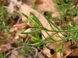 Fumana procumbens. Верхушка побега с бутоном. Крым, окраины г. Ялты. 25 мая 2012 г.