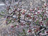 Amygdalus spinosissima. Ветви с соцветиями. Узбекистан, Зарафшанский хр., Самаркандские горы. 29.03.2009.