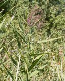 Phragmites australis. Верхушки побегов с соцветиями. Казахстан, Восточно-Казахстанская область; Западный Алтай, скл. Ульбинского хребта, окр. г. Усть-Каменогорска. 13.08.2012.