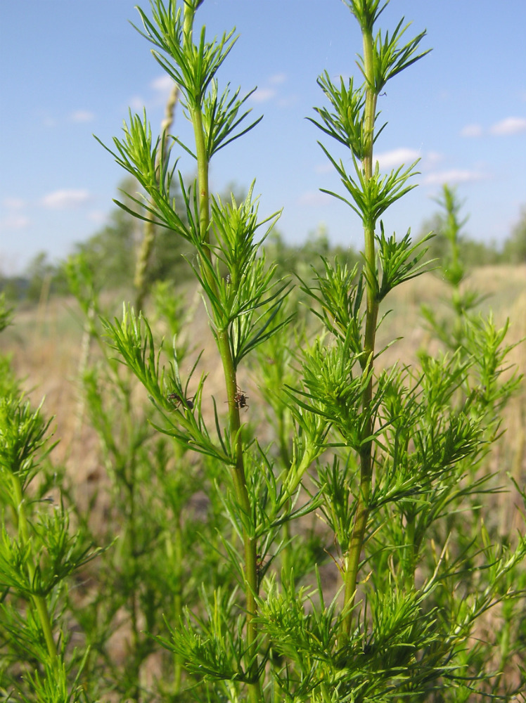 Изображение особи Artemisia campestris.