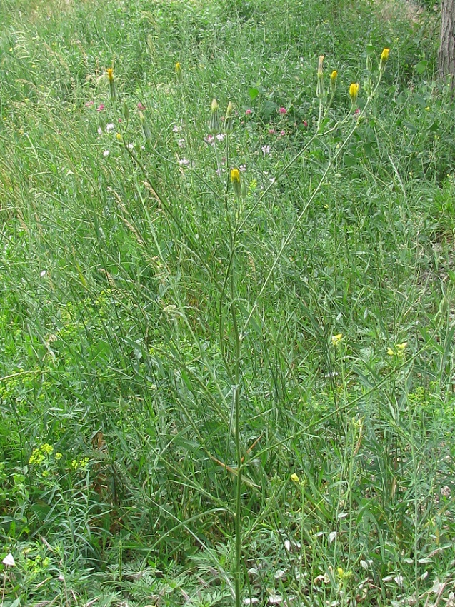 Изображение особи Tragopogon borysthenicus.