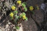 Saxifraga juniperifolia