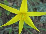 Tulipa biebersteiniana