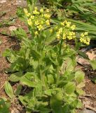 Draba nemorosa. Цветущее растение. Приморский край, Спасский р-н, с. Хвалынка. 08.05.2013.