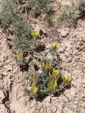 Astragalus nikitinae