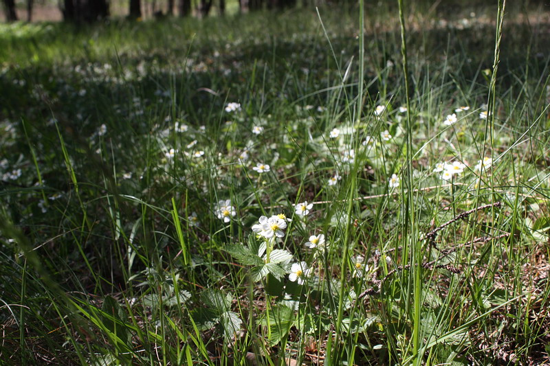 Изображение особи Fragaria vesca.