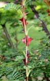 Rosa форма pteracantha