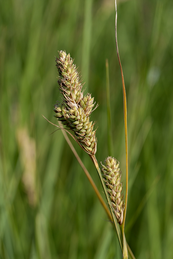 Изображение особи Carex buxbaumii.