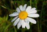 Leucanthemella linearis