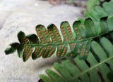 Polypodium vulgare. Верхушка вайи со спорангиями. Украина, Ивано-Франковская обл., Косовский р-н, на юго-запад от с. Яворов, мегалиты Камень Довбуша (или Лада). 10 сентября 2013 г.