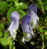 Aconitum stoloniferum. Соцветие. Приморский край, Спасский р-н, окр. с. Хвалынка, дубняк с лещиной разнолистной. 12.09.2013.