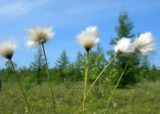 Eriophorum vaginatum