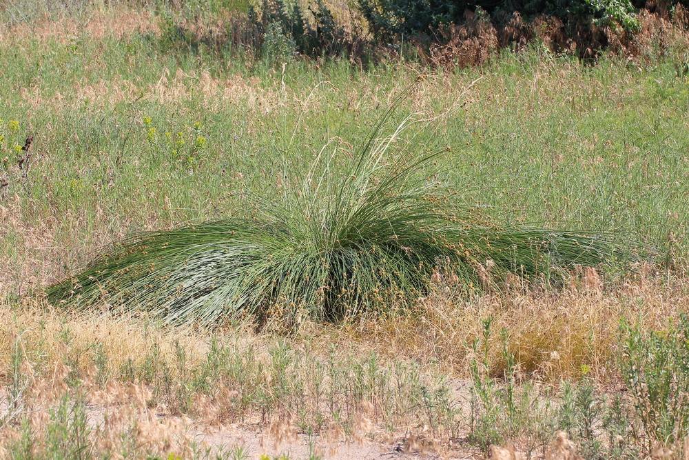 Изображение особи Scirpoides holoschoenus.