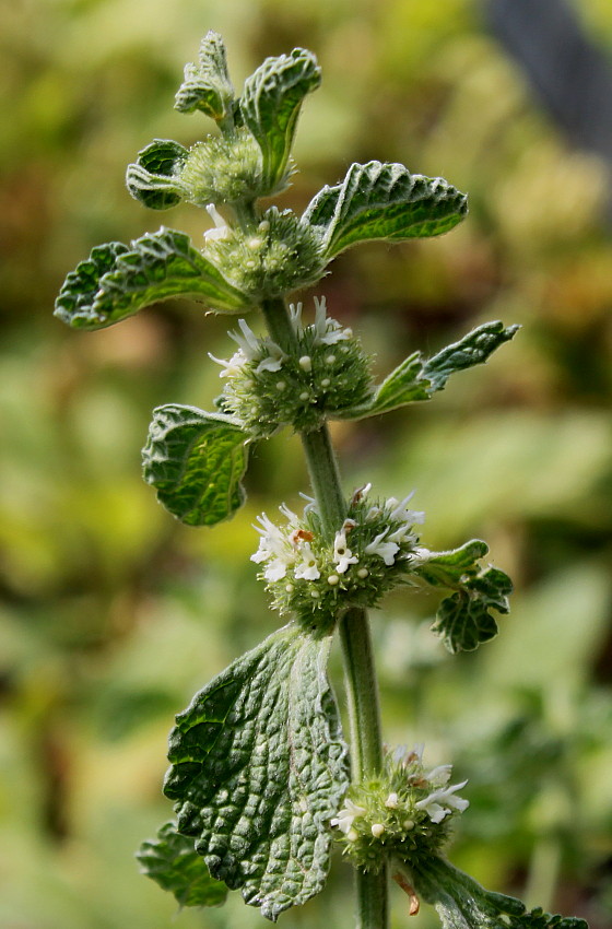 Изображение особи Marrubium vulgare.