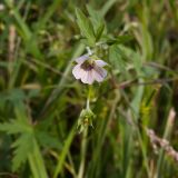 Geranium sibiricum