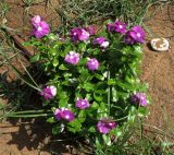 Catharanthus roseus