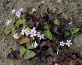 Oxalis triangularis