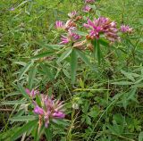 Trifolium lupinaster. Цветущие растения в сосновом бору. Юг Красноярского края, окрестности г. Минусинск. Июль 2009 г.