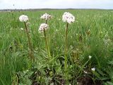 Valeriana tuberosa